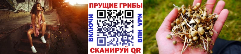блэк спрут   где купить наркоту  Киров  Псилоцибиновые грибы Psilocybine cubensis 